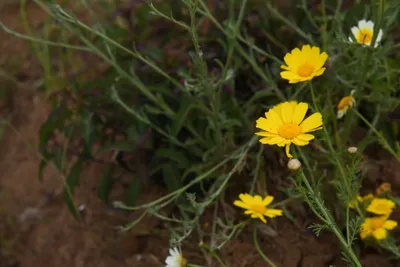 DSC_5022 (Large).JPG